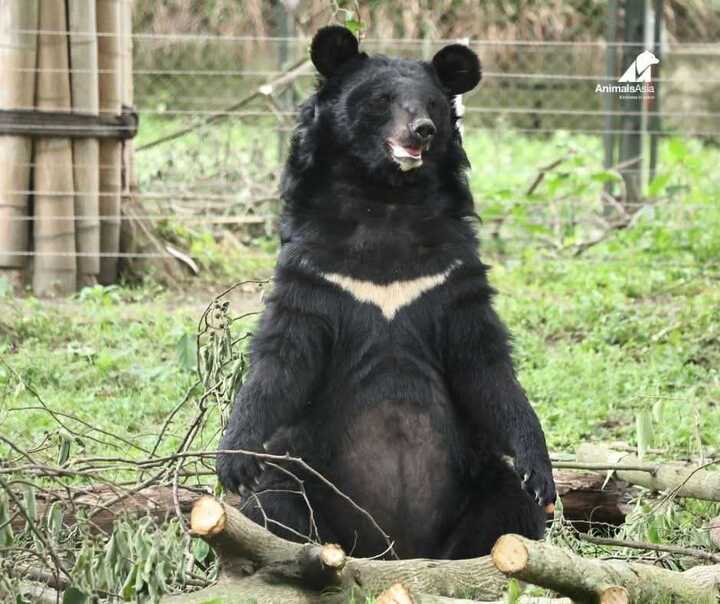 Considera l’armadillo di martedì 02/12/2025