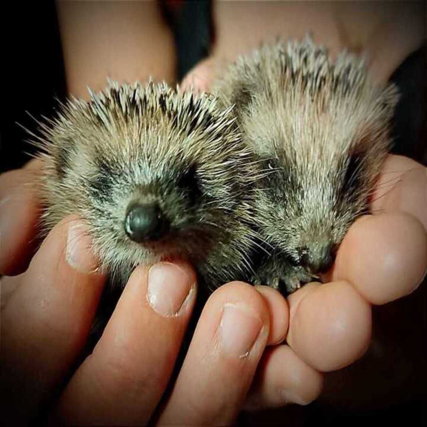 Considera l’armadillo di mercoledì 04/02/2026