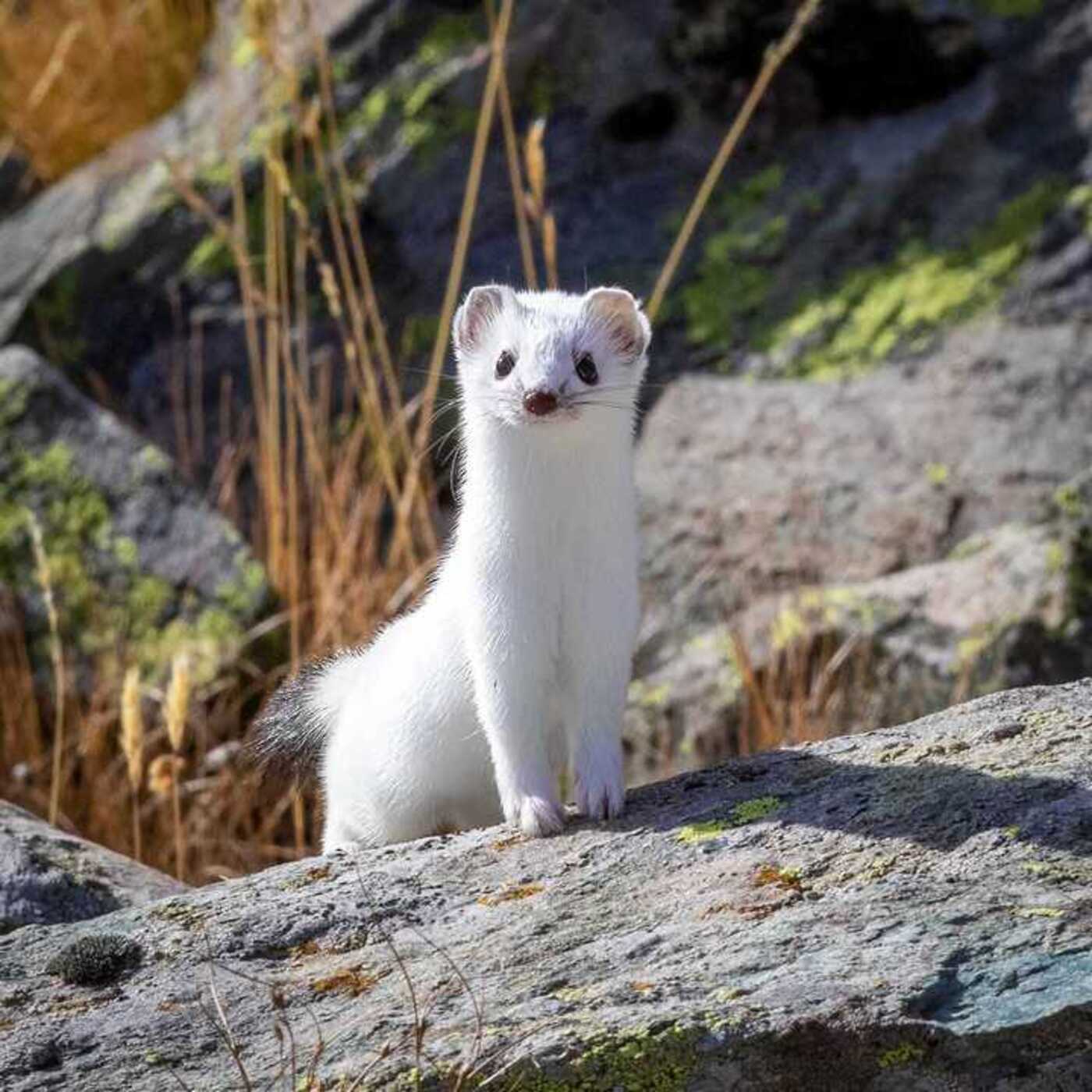 Considera l’armadillo di venerdì 06/02/2026