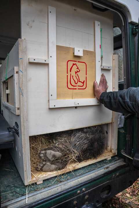 Considera l’armadillo di mercoledì 07/01/2026