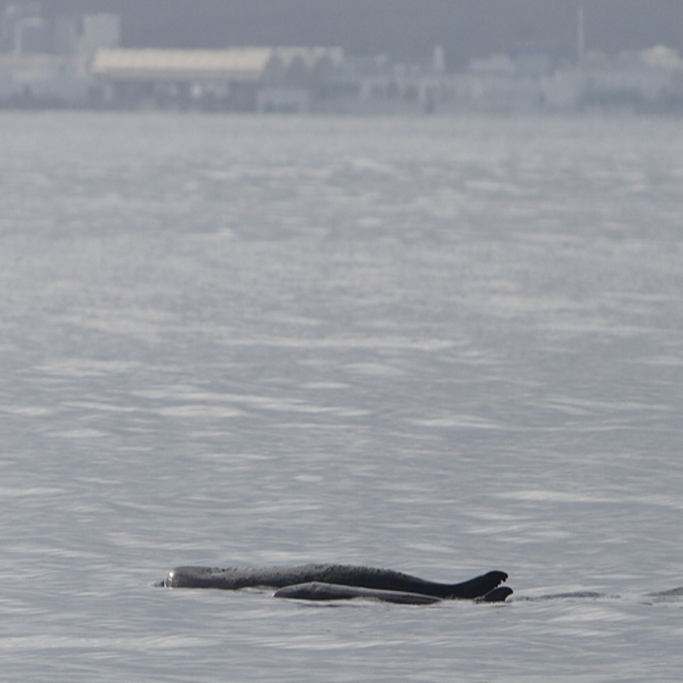 Considera l’armadillo di martedì 07/04/2026