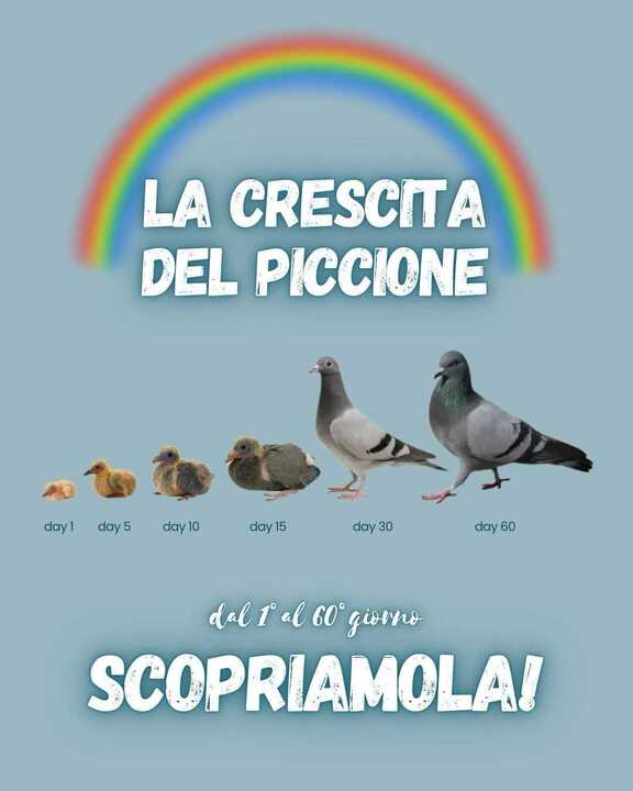 Considera l’armadillo di venerdì 09/01/2026