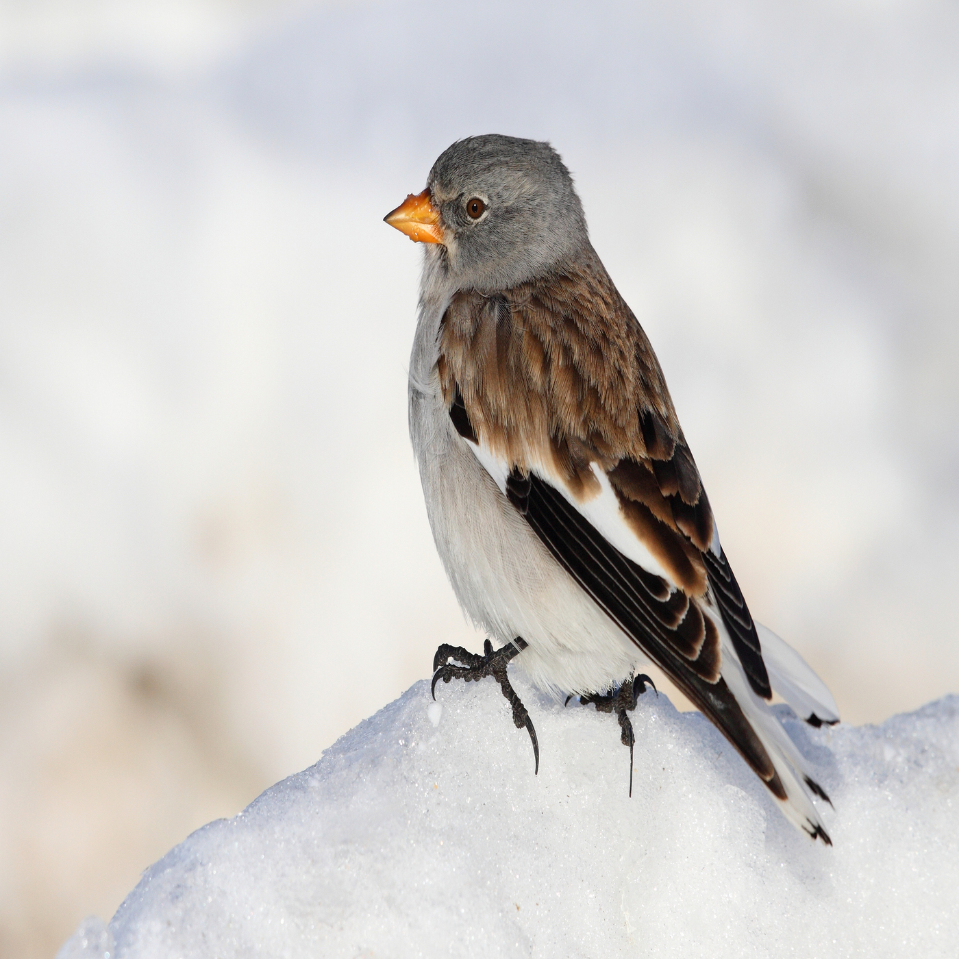 Considera l’armadillo di lunedì 09/02/2026