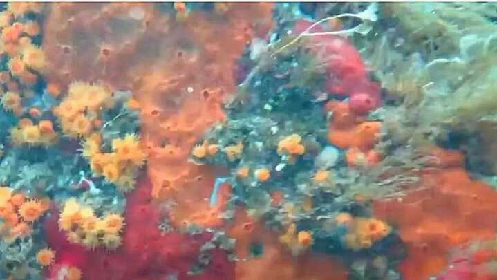 Considera l’armadillo di mercoledì 10/12/2025