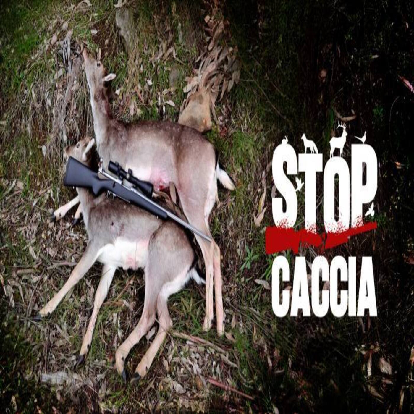 Considera l’armadillo di martedì 14/04/2026