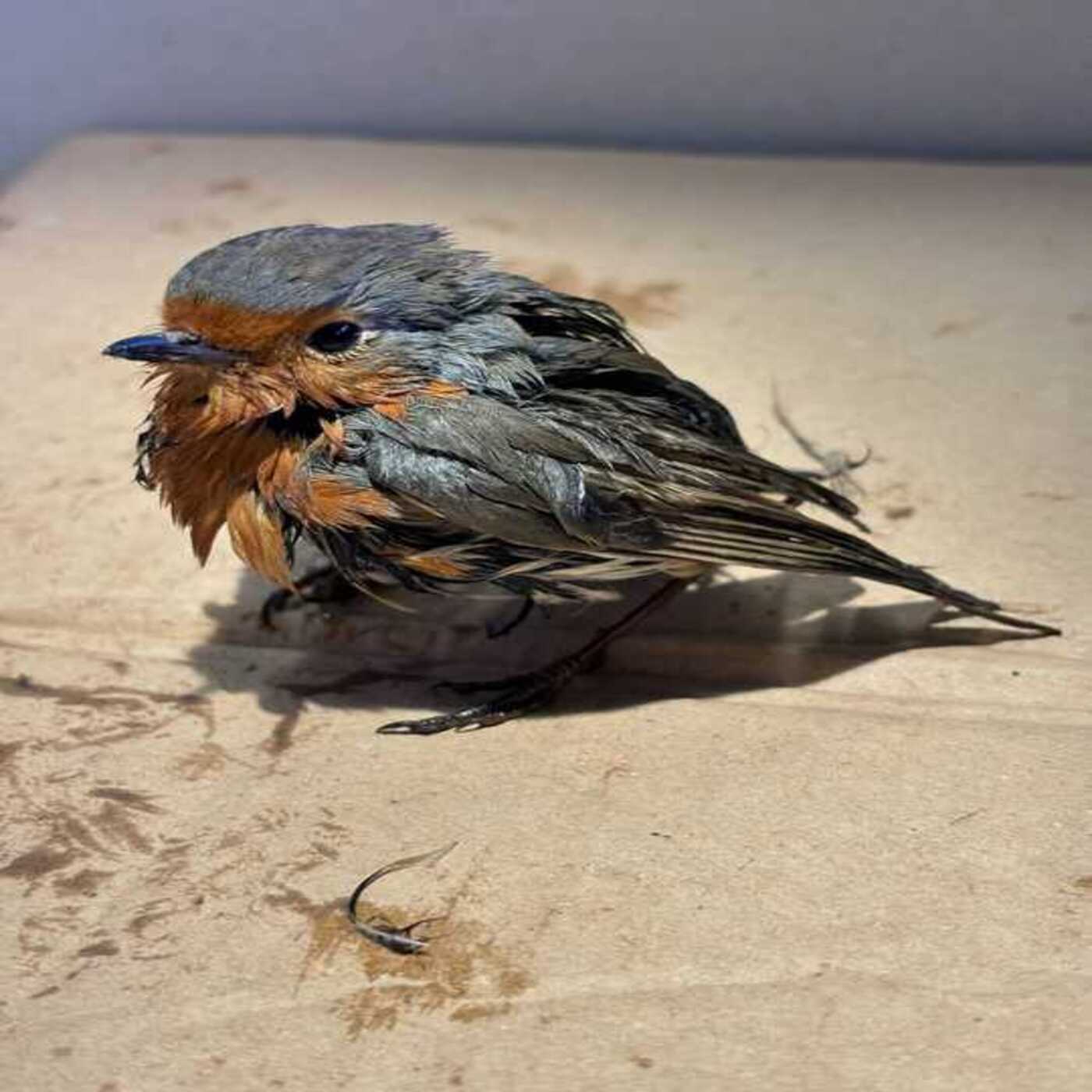 Considera l’armadillo di venerdì 16/01/2026