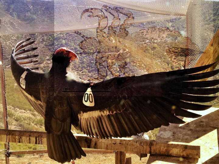 Considera l’armadillo di martedì 16/12/2025