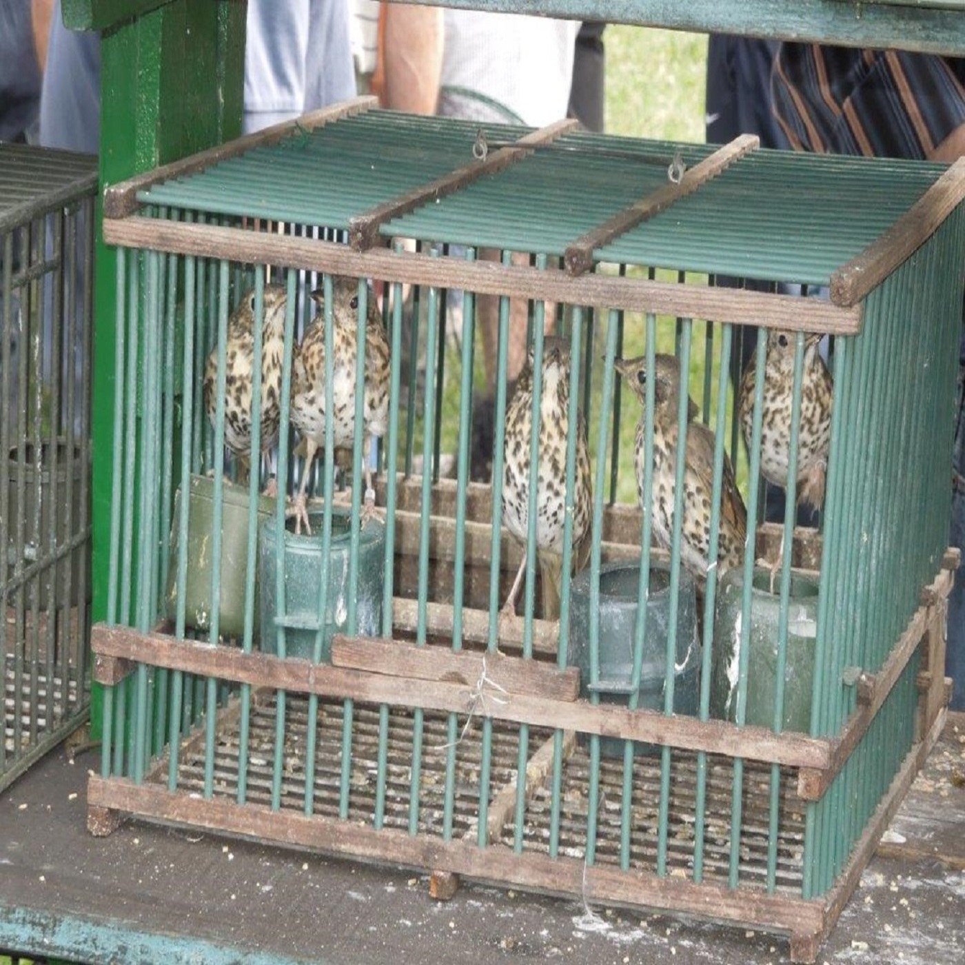 Considera l’armadillo di martedì 17/02/2026