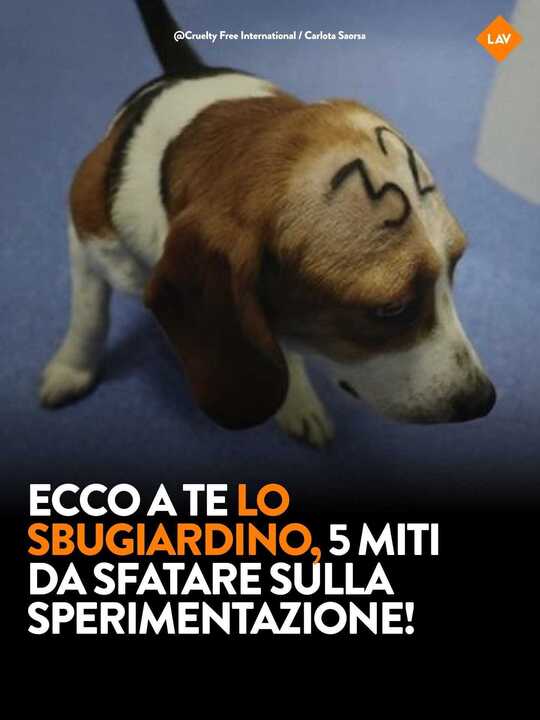 Considera l’armadillo di mercoledì 19/11/2025