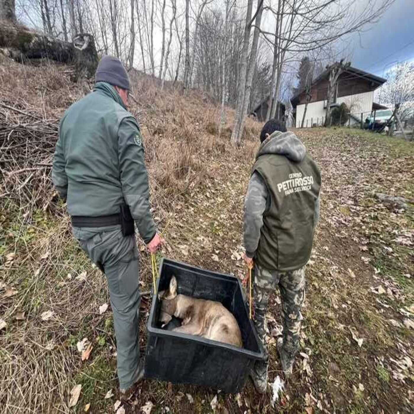 Considera l’armadillo di mercoledì 21/01/2026