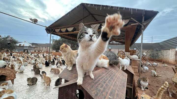 Considera l’armadillo di martedì 23/12/2025