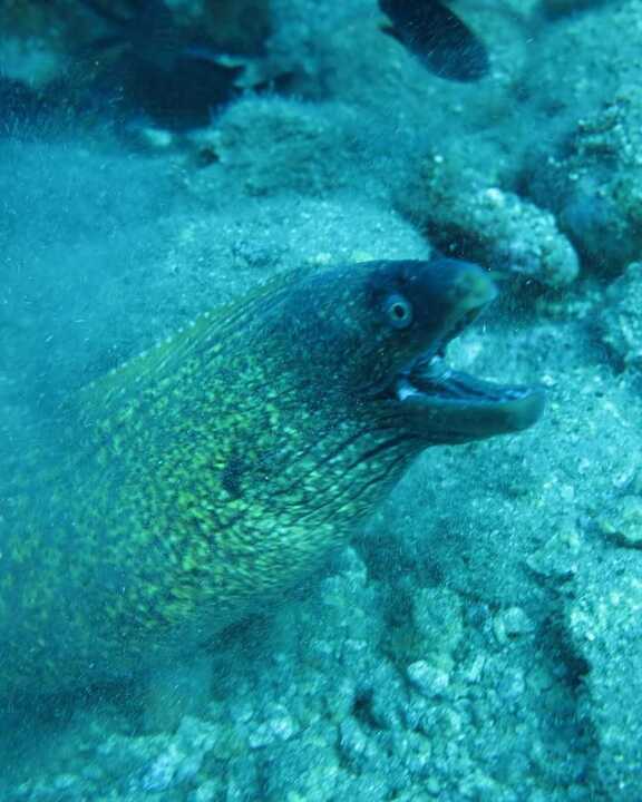 Considera l’armadillo di martedì 25/11/2025