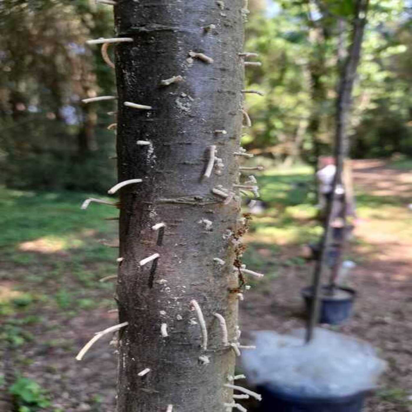 Considera l’armadillo di venerdì 27/02/2026 Considera l’armadillo di venerdì 27/02/2026