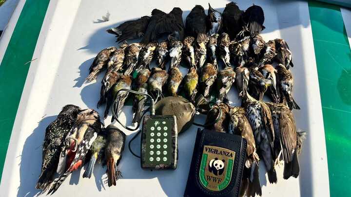 Considera l’armadillo di giovedì 27/11/2025