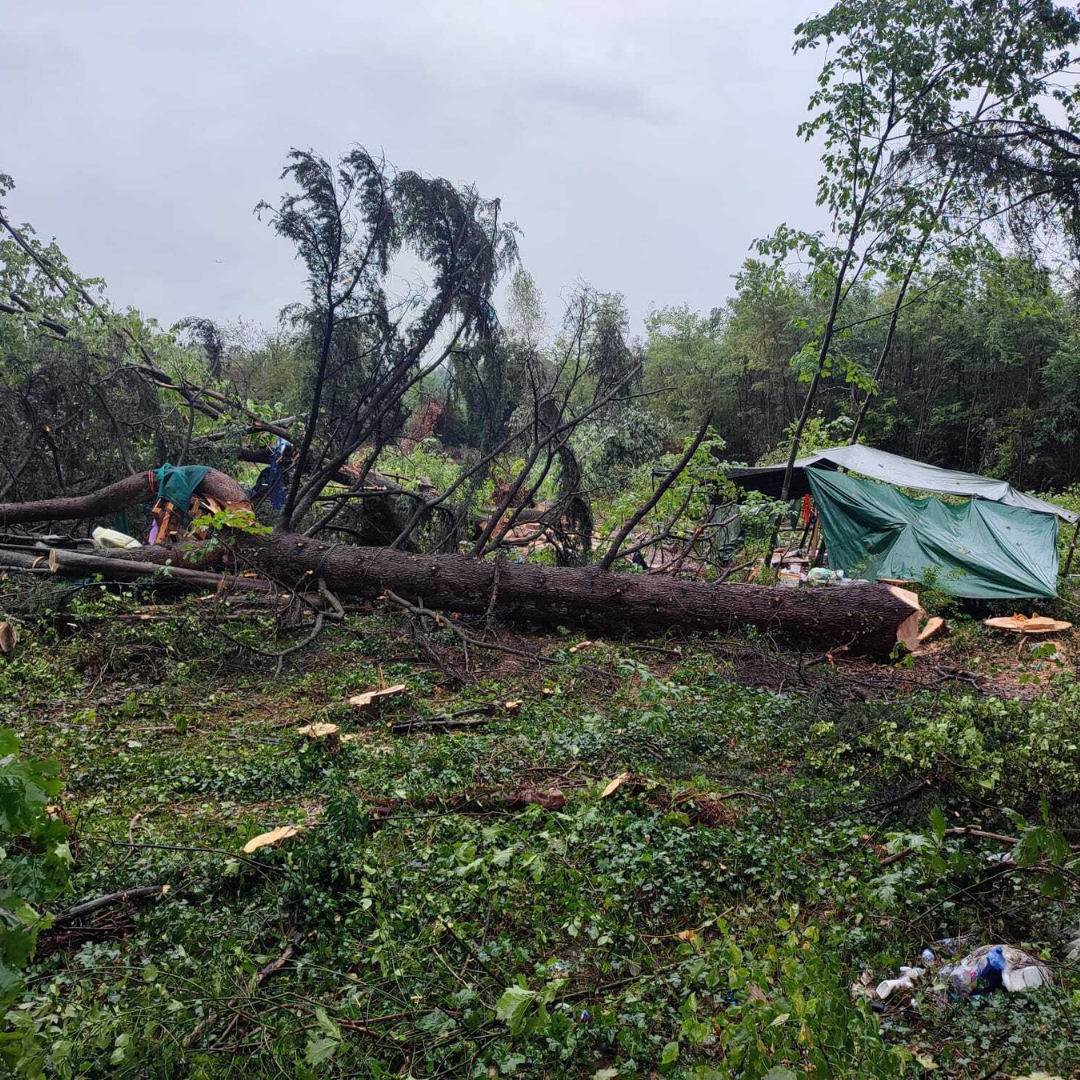 Gallarate, alberi abbattuti e attivisti sgomberati in via Curtatone