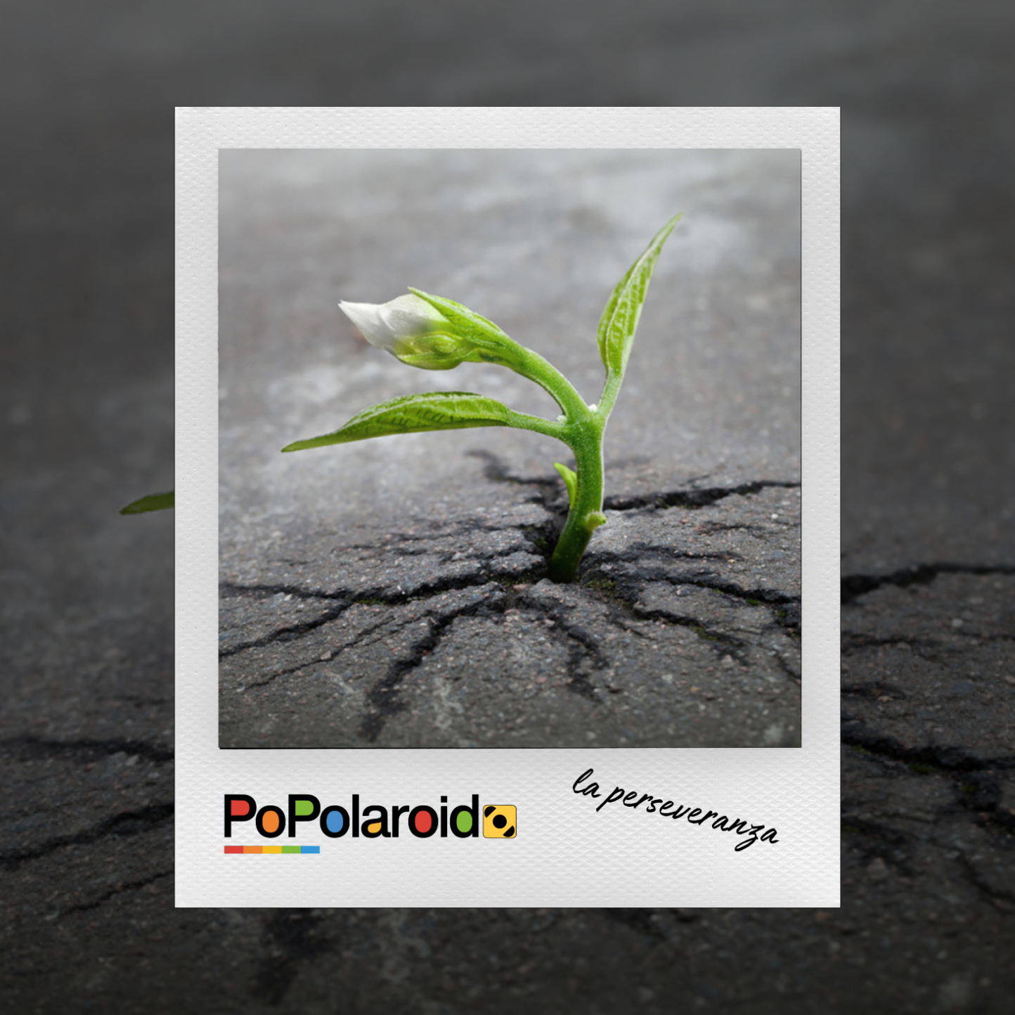 PoPolaroid - La perseveranza - 12/11/2025